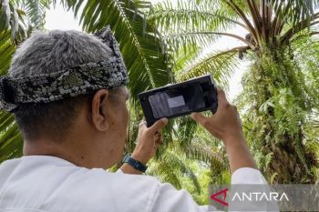 Sensor ukur kematangan buah sawit untuk masa depan petani
