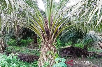 Pakar: Pemeliharaan dan evaluasi penting menjaga produktivitas sawit