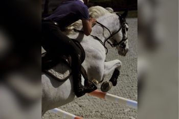 The Premier Jumping League (PJL) & McCarthy Jumping Team Announce Landmark Purchase