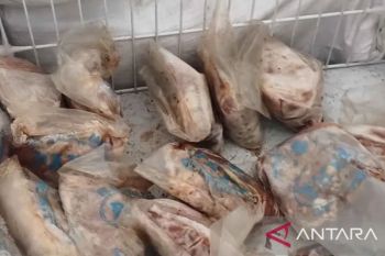 BKHIT Maluku perketat pengawasan ayam beku pastikan produk ASUH beredar di SBT