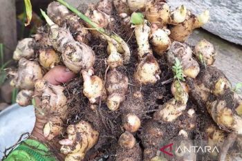 Produksi jahe di Aceh Timur capai 420 ton