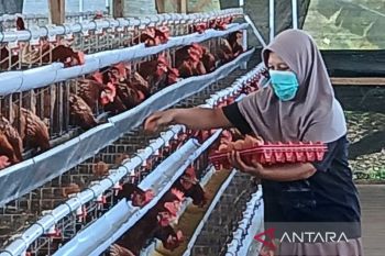 Peternak minta pemerintah mengambil langkah atasi anjloknya harga telur