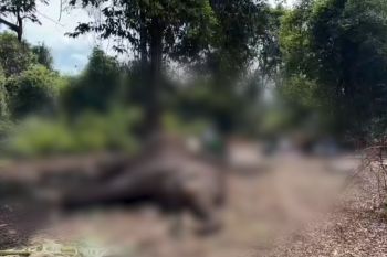Seekor gajah di Taman Nasional Tesso Nilo mati usai jalani perawatan