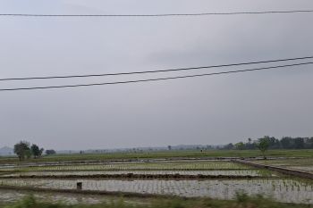 Nilai tukar petani Lampung naik di Juni ditopang sektor hortikultura