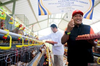 Pemkab Situbondo fasilitasi peternak ayam petelur pasok telur ke SPPG