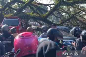Petugas gabungan tangani cepat pohon tumbang yang putuskan jalan Bandung-Cianjur