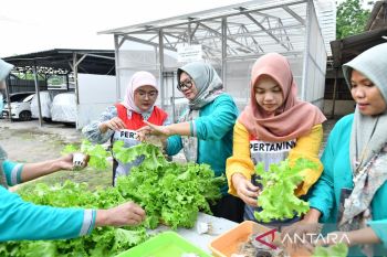 Program Hidroponik dukung inisiatif Green Terminal Tanjung Sekong
