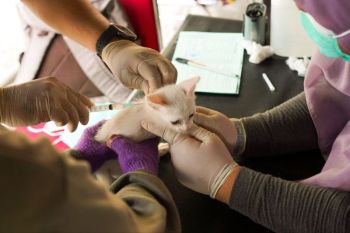 Dinas PKH Riau dan OPD 11 kabupaten/kota vaksin rabies 2.500 ekor lebih hewan