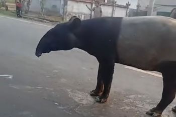 BKSDA cek tutupan lahan di sekitar lokasi kemunculan tapir