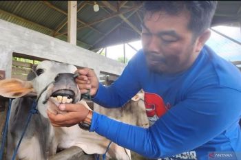 Pemkot Padang siapkan 700 dosis gratis guna cegah penularan PMK ternak
