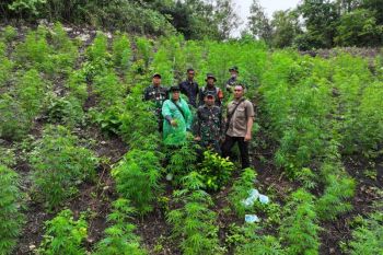 Kodim 0101/KBA &nbsp;temukan ladang ganja seluas 2,5 Ha di Aceh Besar