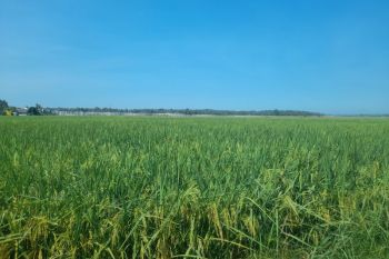 Cegah gagal panen, DKPP Serang optimalkan 600 pompa air