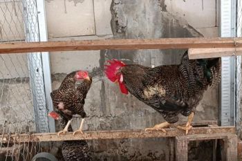 UGM-BRIN mrngembangkan konsep budi daya ayam kampung petelur dan maggot
