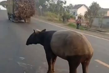 BKSDA masih dalami informasi terkait tapir disembelih warga