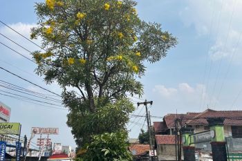 Indahnya bunga Tabebuya bermekaran di Depok, hasil tanam DLHK