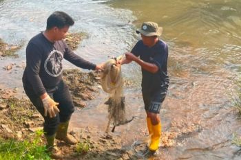 Selamatkan ekosistem sungai, 93 kg sapu-sapu ditangkap di Pesanggrahan