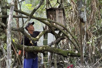 Dari Dusun Limang, madu khas Bangka tapaki akses pasar yang lebih luas