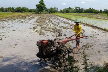 DKPP Kota Madiun mitigasi dampak musim kemarau antisipasi gagal panen