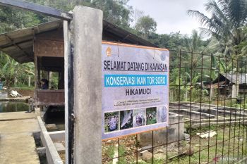Kelompok binaan Star Energy hasilkan 3.000 anakan ikan Torsoro