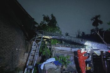 BPBD Payakumbuh tuntaskan evakuasi pohon tumbang di tiga lokasi
