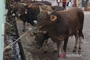 Sumsel targetkan vaksinasi PMK 41 ribu dosis