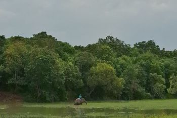 Lampung berpotensi kembangkan perdagangan karbon