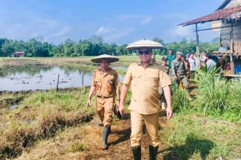Bupati Morut: Padungku jadi momentum syukur dan semangat bangun Pertanian