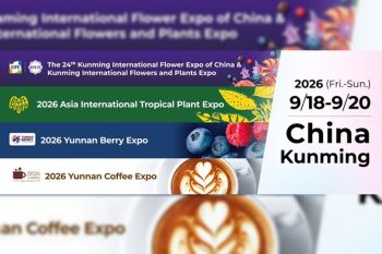 Yunnan Flower Exports Maintain Strong Growth Ahead of IFEX Kunming 2026