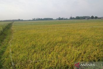 1.138 hektare tanaman padi terselamatkan usai Bendungan Jepara tertangani