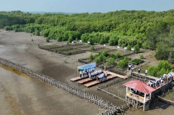 Pupuk Kujang jaga pesisir Karawang lewat penanaman ribuan mangrove