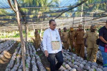 Kementan siapkan hilirisasi komoditas perkebunan di Nabire