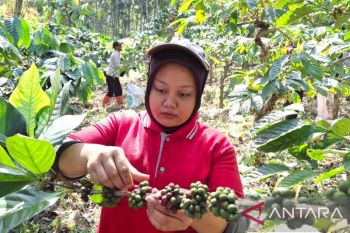 BUMD Kahyangan terapkan budidaya monokultur untuk tingkatkan produksi