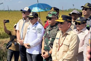 Hadiri panen raya padi, Bulog komitmen serap hasil pertanian Kapuas