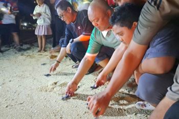 Wagub Kaltim sebut penyu jadi daya tarik dongkrak wisatawan kepulauan Derawan