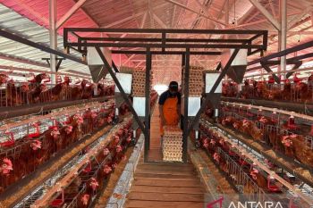 Lapas Ciangir budidaya ayam petelur produksi 860 kg telur per hari&nbsp;