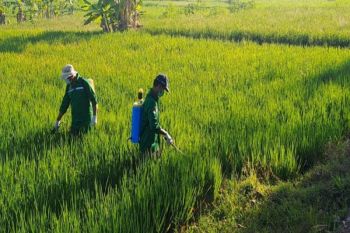 DP3 Sleman memperkuat pengendalian terpadu wereng jaga produktivitas padi