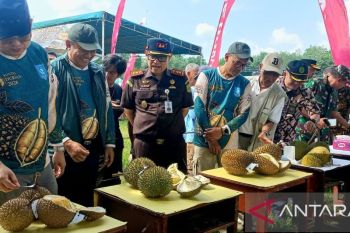 Festival durian jerieng dorong Pelangas jadi destinasi wisata durian unggulan Babel