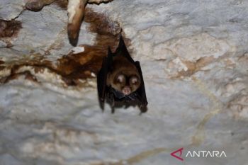 Denyut kehidupan dari karst Gua Batu Hapu di perut Meratus