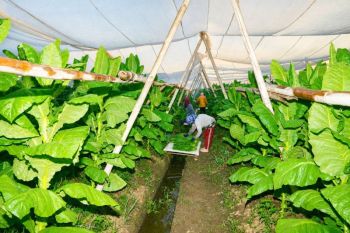 PTPN I Jaga Praja dan Ekonomi Petani Pemilik Lahan di Jember