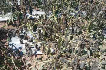 Embun upas di Dieng mengakibatkan 30 hektare tanaman kentang rusak