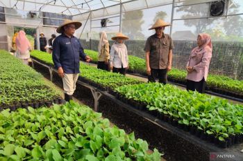 Pemkab Bogor salurkan 23 ribu bibit tanaman produktif untuk perkuat ketahanan pangan