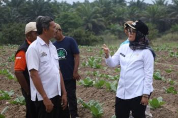Bupati Lamtim pastikan bantuan DBHCHT tepat waktu untuk petani tembakau