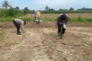 Brimob Polda Sumut tanam jagung di Binjai dukung ketahanan pangan