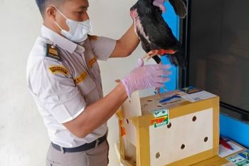 Karantina Jambi perketat pengawasan masuknya ayam bangkok