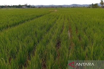 Merajut asa swasembada beras di Bumi Etam