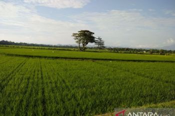 Bone tetapkan lahan pertanian pangan berkelanjutan