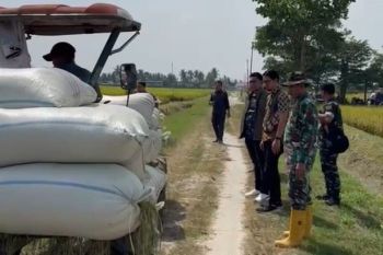 Bulog Medan maksimalkan serap gabah petani perkuat cadangan pangan