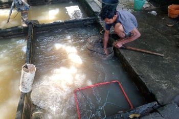 Dinas Perikanan Mataram menebar puluhan ribu benih ikan di sungai