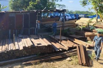 Kemenhut ungkap modus pemalsuan dokumen ribuan kayu di Kaltim