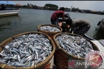 DKP Kaltim pastikan hasil ikan tangkap lokal mampu penuhi program MBG